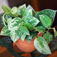 Plant-Hardiness-Zone-11-Silver-Pothos-Silvery-Anne-Scindapsus-pictus-hybrid (hardinesszone)