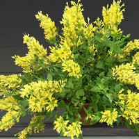 Plant-Hardiness-Zone-5-Agastache-Poquito-Butter-Yellow-Agastache-hybrid (hardinesszone)