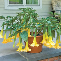 Plant-Hardiness-Zone-8-Angels-Trumpet-Angels-Summer-Dream-Brugmansia-hybrid (hardinesszone)