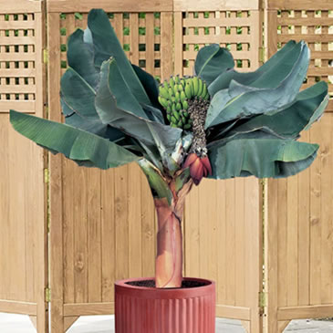 Plant-Hardiness-Zone-9-Banana-Super-Dwarf-Cavendish-Musa-acuminata (hardinesszone)