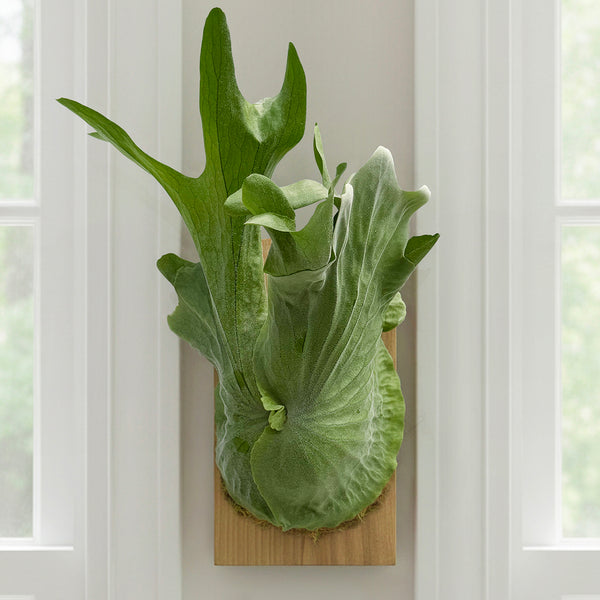 staghorn hanging plant Giant Staghorn Fern (Platycerium grande) – Logee's Plants