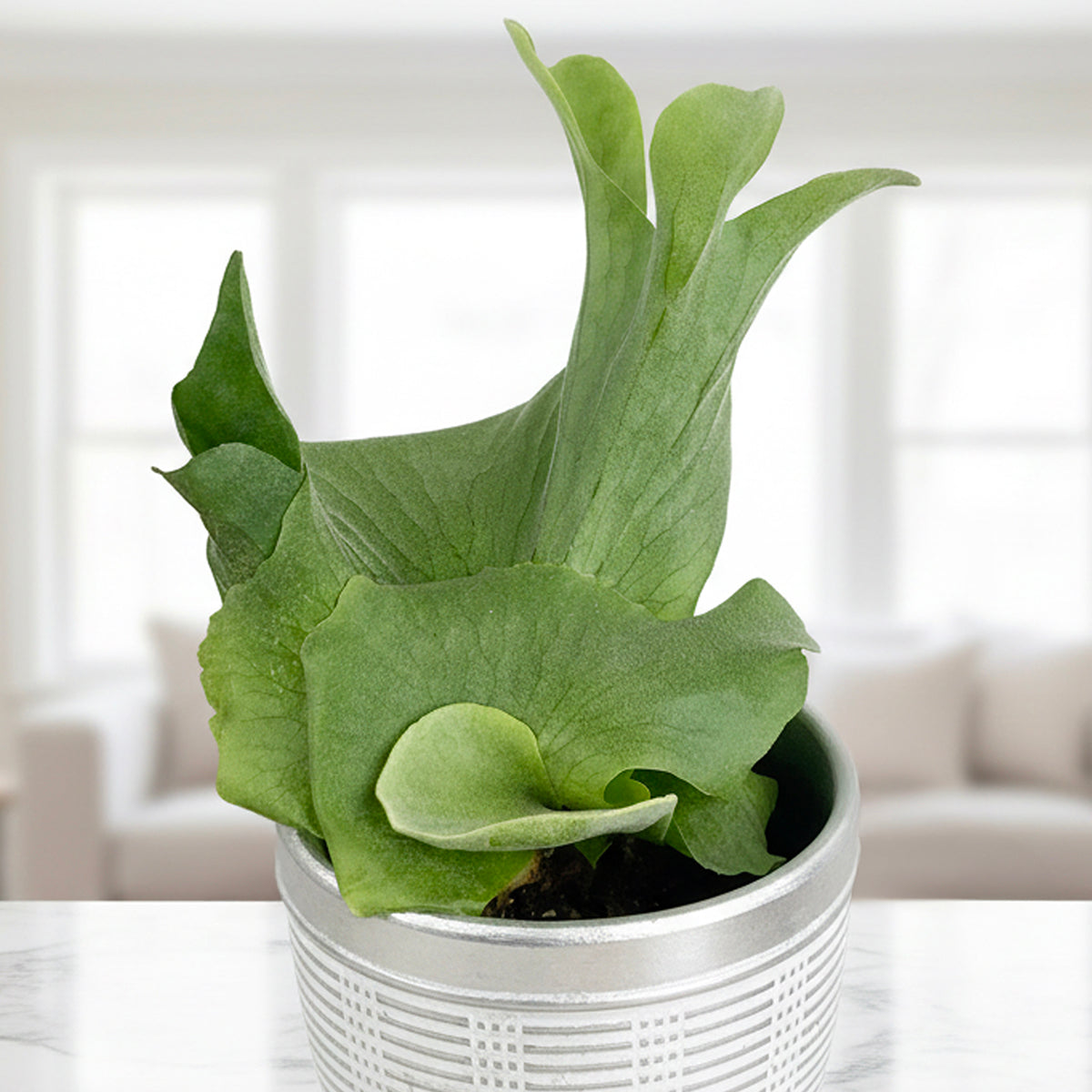 Giant Staghorn Fern - potted plant
