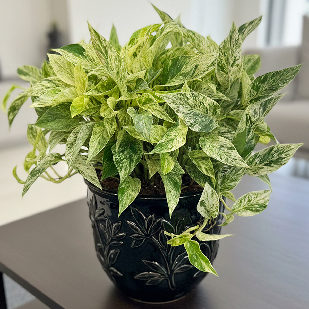 Variegated Pothos 'Marble Prince' easy care aroid plant for sale