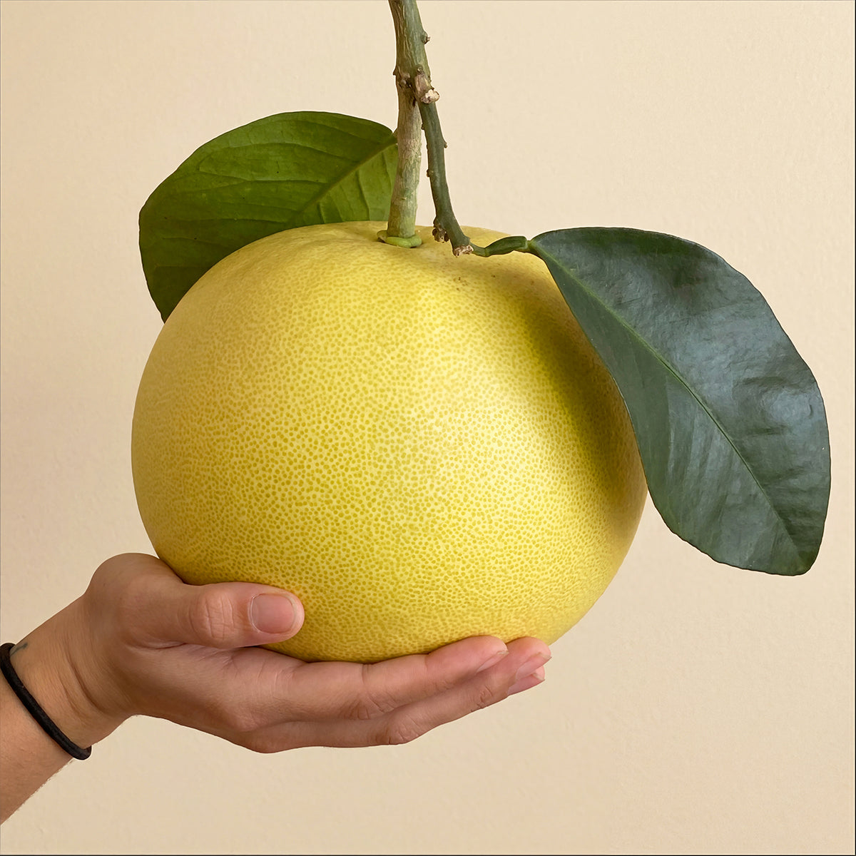 Pummelo Tree ‘Chandler’ (Citrus maxima)