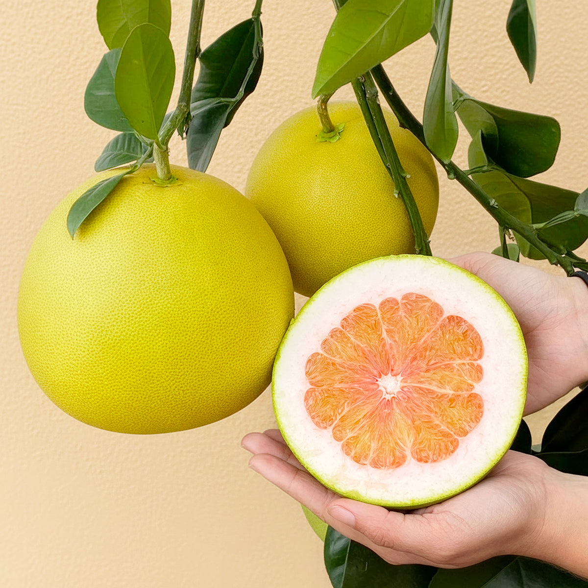 Pummelo Chandler citrus fruit tree for sale