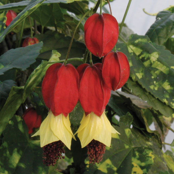 Chinese Lanterns Trailing Abutilon (Abutilon megapotamicum 'Variegatum')