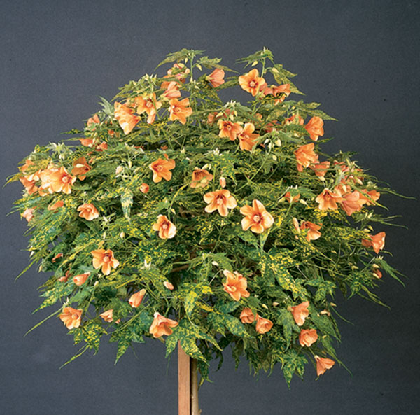 Abutilon 'Thompsonii'  (Abutilon pictum)