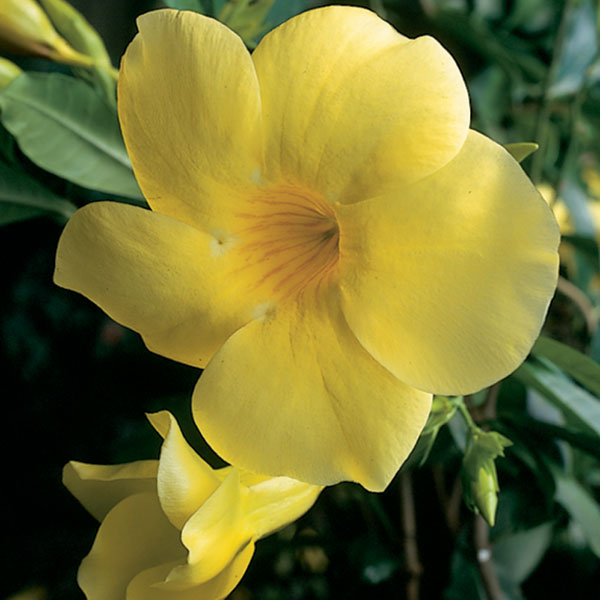 Golden Trumpet ‘Williamsii’ (Allamanda cathartica)