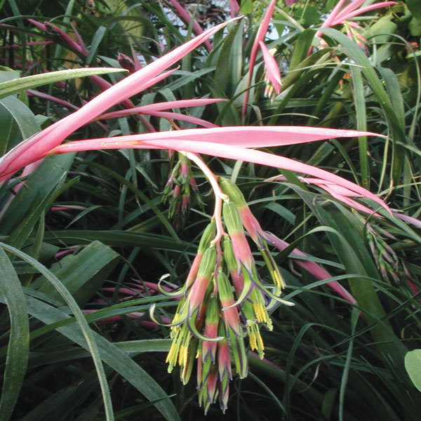 Queen’s Tears (Billbergia nutans)