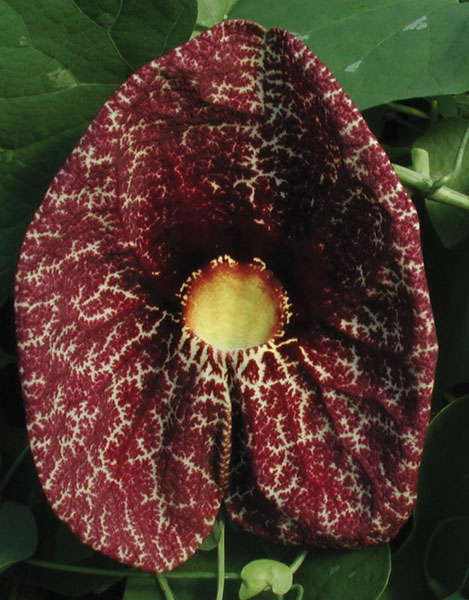 Pelican Flower (Aristolochia gigantea)