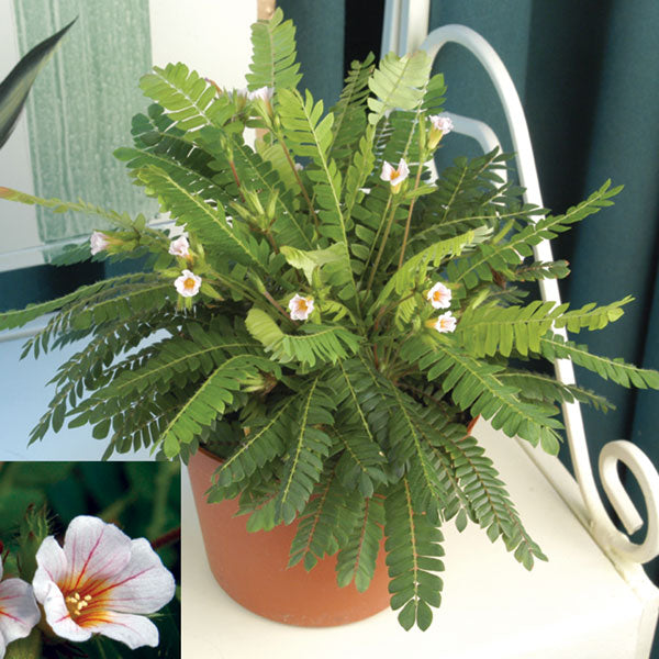 Little Tree Plant (Biophytum sensitivum)