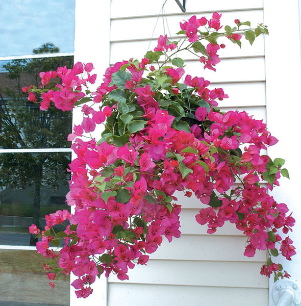 bougainvillea plant hanging basket Bougainvillea ‘Barbara Karst’ For Sale – Logee's Plants