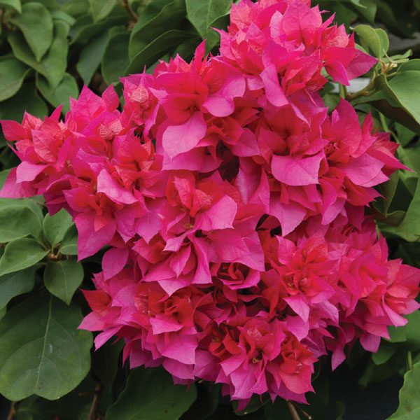 Bougainvillea ‘Double Red’ (Bougainvillea hybrid)