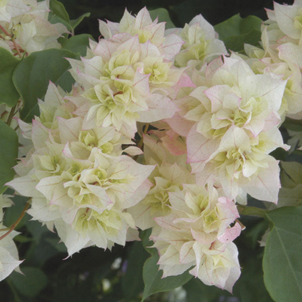 Bougainvillea ‘Double White’  (Bougainvillea hybrid)