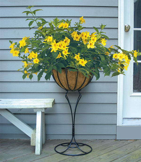 Golden Trumpet ‘Golden Butterfly’ (Allamanda cathartica)