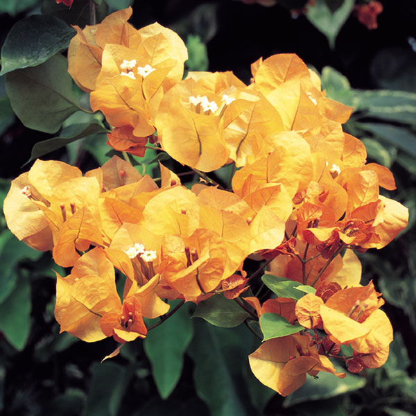 Bougainvillea 'California Gold' (Bougainvillea hybrid)