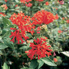 Hummingbird Flower (Bouvardia ternifolia)