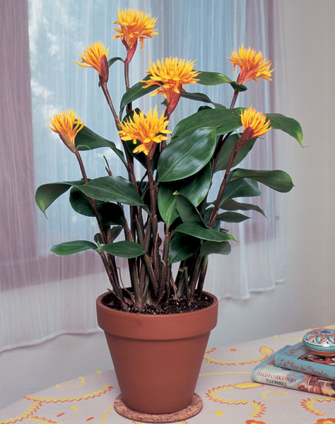 Golden Brush Ginger (Burbidgea scheizocheila)