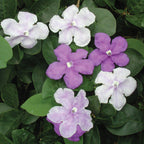 Yesterday, Today and Tomorrow (Brunfelsia australis)
