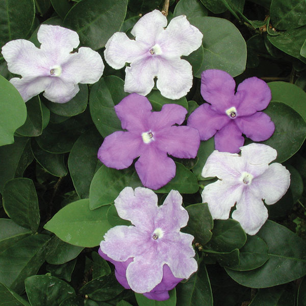 Yesterday, Today and Tomorrow (Brunfelsia australis)