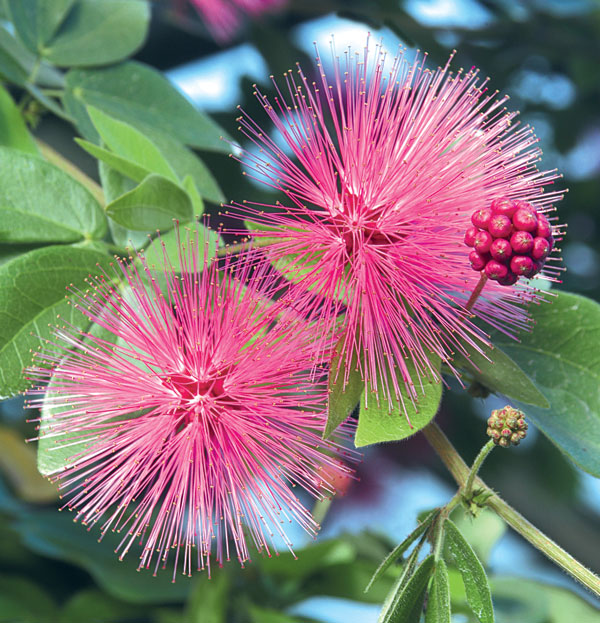 Pink Powder Puff (Calliandra emarginata)