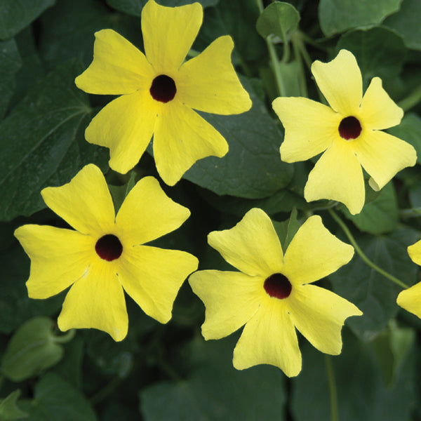 Trumpet Vine ‘Sunlady’ (Thunbergia hybrid)