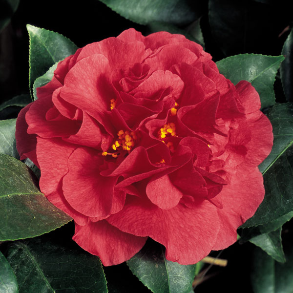 Camellia ‘Kramer’s Supreme’ (Camellia japonica hybrid)