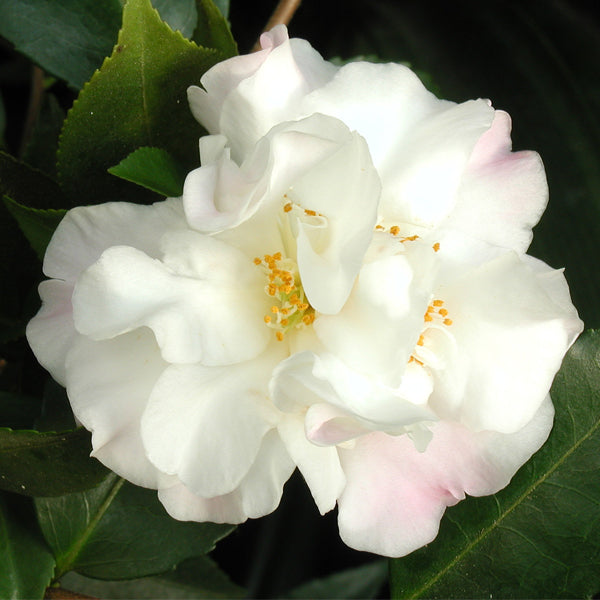 Camellia ‘Scentuous’ (Camellia lutchuensis hybrid)