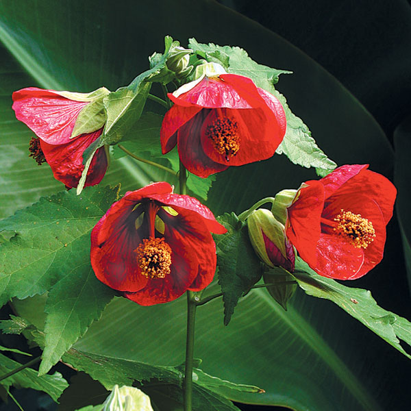 Abutilon 'Voodoo' (Abutilon hybrid)