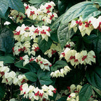 Glory Bower (Clerodendrum thomsoniae)