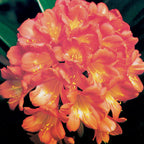 Fire Lily (Clivia miniata)