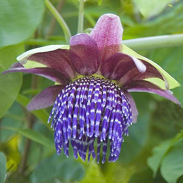 Passion Flower Triloba (Passiflora triloba)