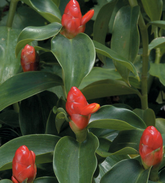 Dwarf Cone Ginger (Costus woodsonii)