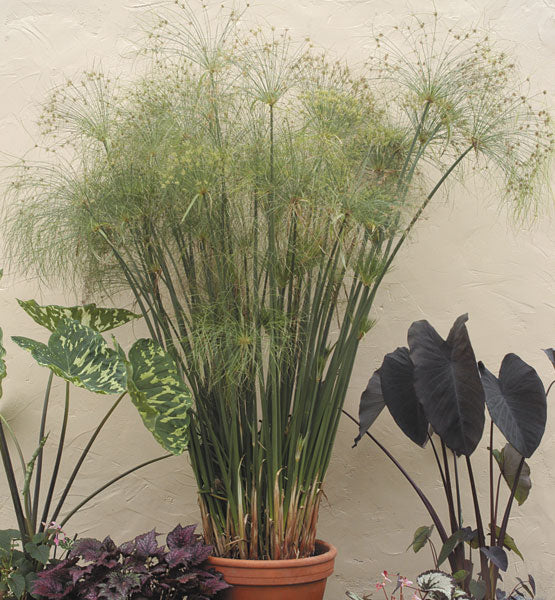 Paper Plant (Cyperus papyrus)