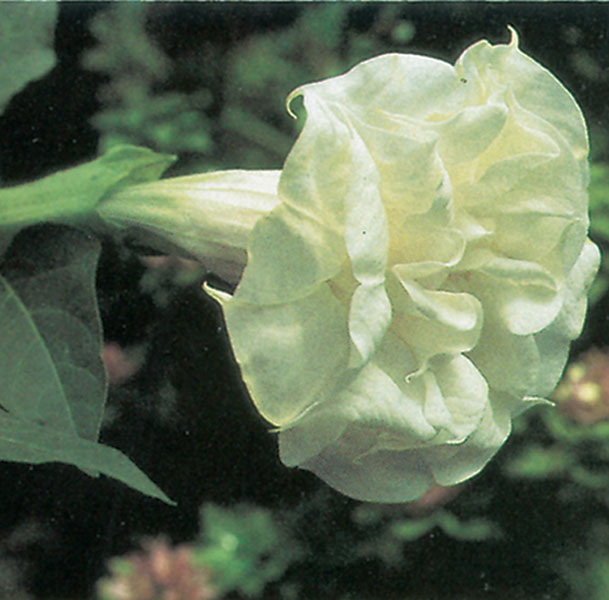Datura ‘Alba’ (Datura metel)