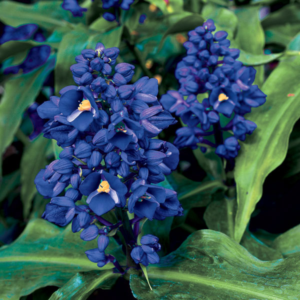 Blue Ginger (Dichorisandra thyrsiflora)