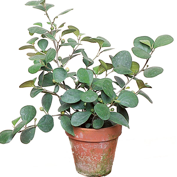 Mistletoe Fig (Ficus deltoidea)