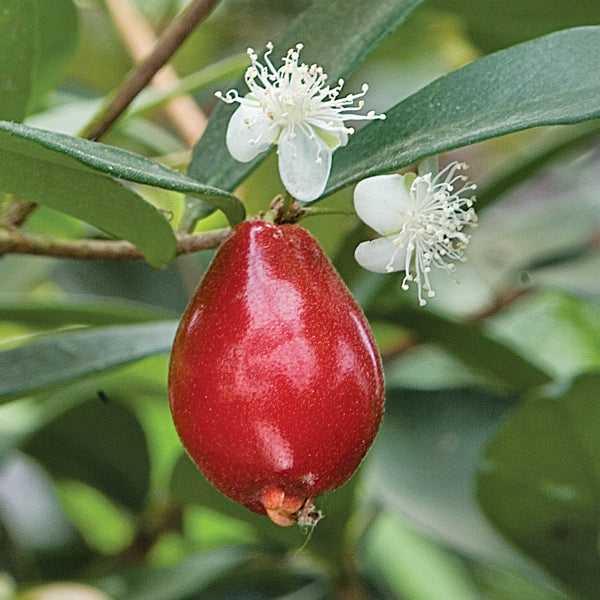 Australian Beach Cherry Tree (Eugenia reinwardtiana)