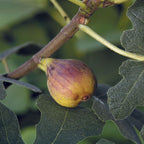 Fig Tree ‘Chicago Hardy’ (Ficus carica)