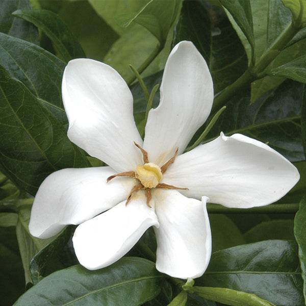 Hardy Gardenia (Gardenia species)