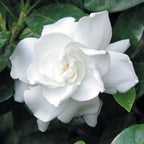 Gardenia ‘Fortuniana’ (Gardenia jasminoides)