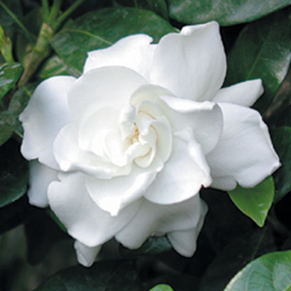 Gardenia ‘Fortuniana’ (Gardenia jasminoides)