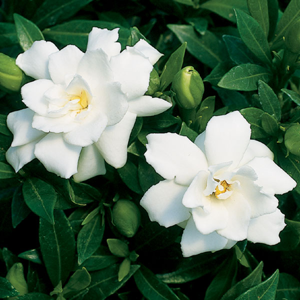 Gardenia ‘Prostrata’ (Gardenia jasminoides)