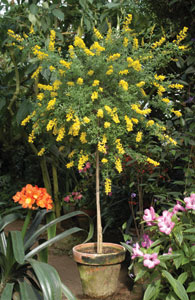 Canary Island Broom (Genista canariensis)