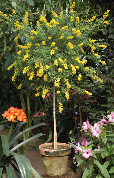 Canary Island Broom (Genista canariensis)