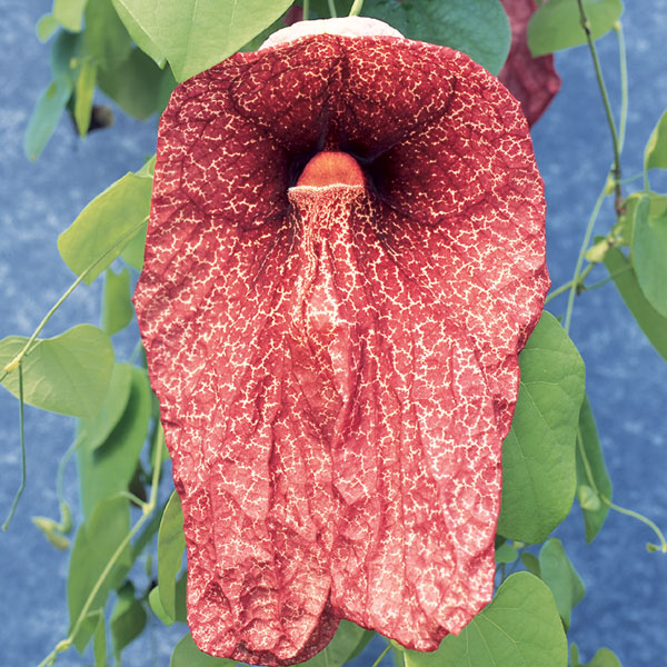 Dutchman’s Pipe ‘Brasiliensis’ (Aristolochia gigantea ‘Brasiliensis’)