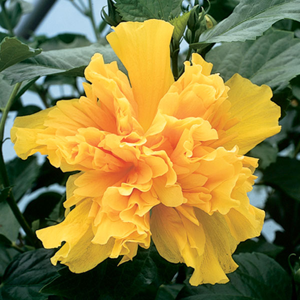 Hibiscus ‘Peggy Hendri’ (Hibiscus rosa-sinensis hybrid)