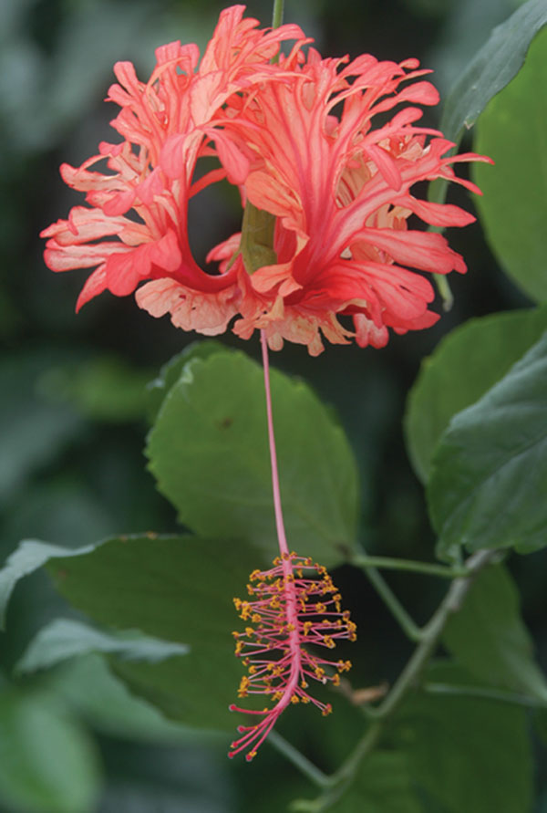 Hibiscus ‘Japanese Lantern’ (Hibiscus schizopetalus)