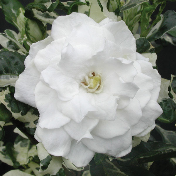 Gardenia ‘Variegata’ (Gardenia jasminoides)