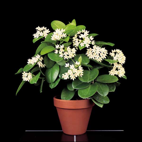 Hoya ‘Subspecies’ (Hoya australis)